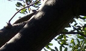 Photos and Video of Newport Bay Terrace in Newport Beach, CA